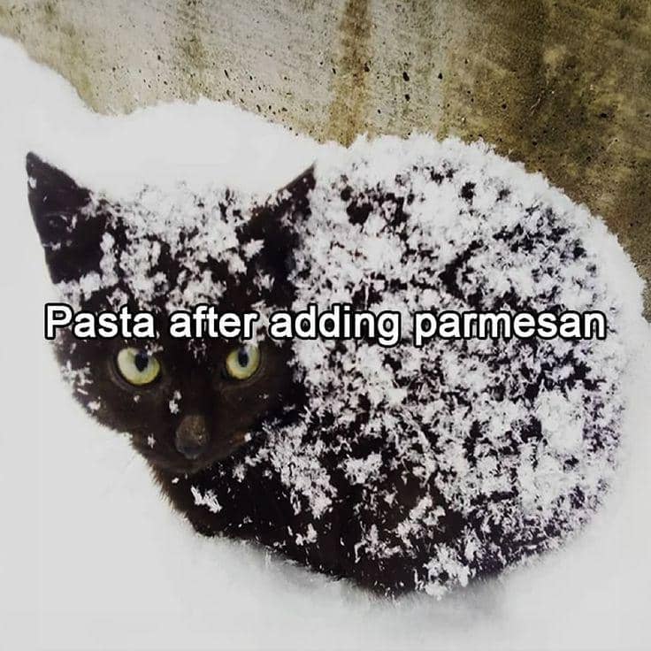 meme kucing dan keju