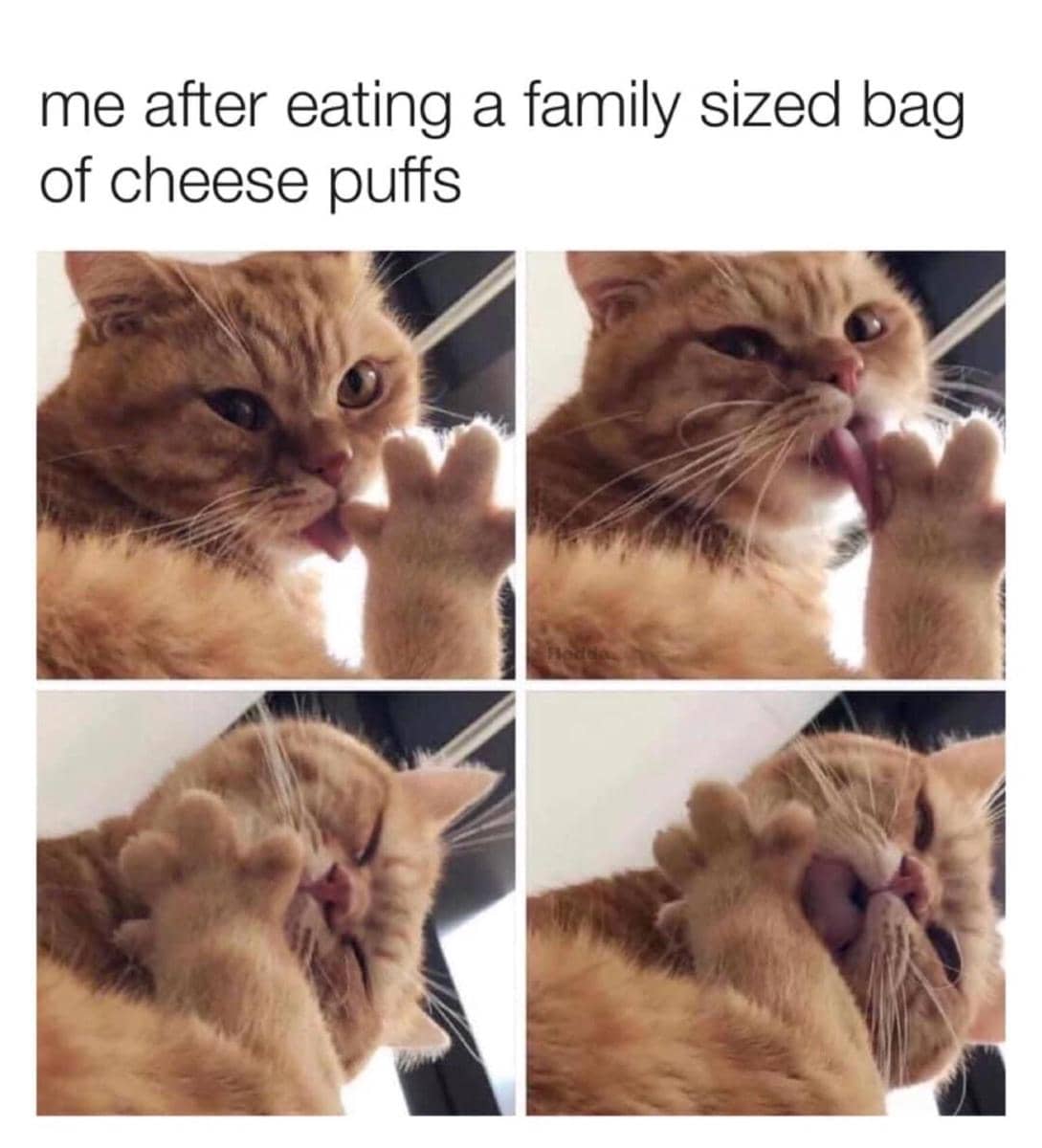 meme kucing dan keju