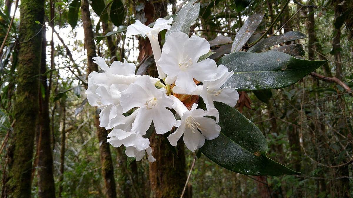 Bunga anggrek putih (Rhododendron spp.), salah satu flora endemik di Gunung Latimojong.