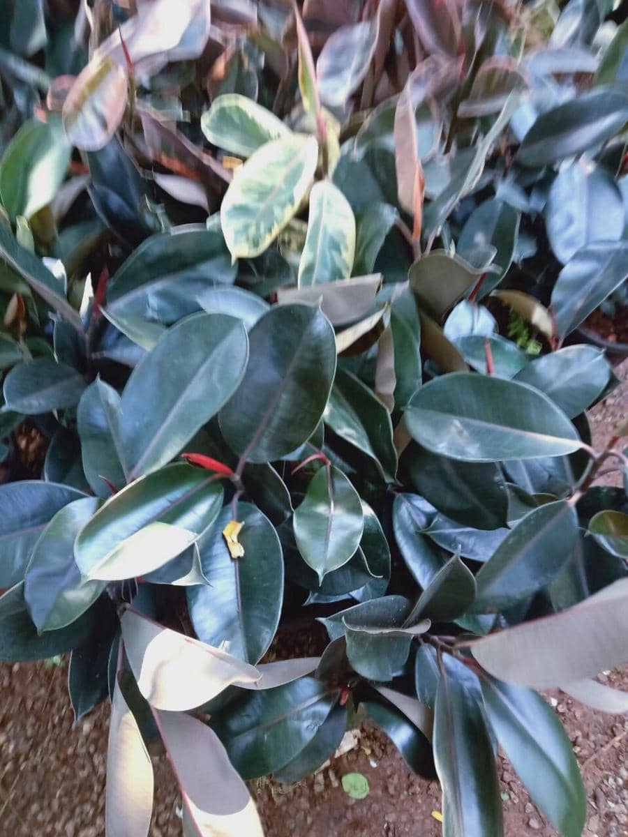 ilustrasi Rubber Plant