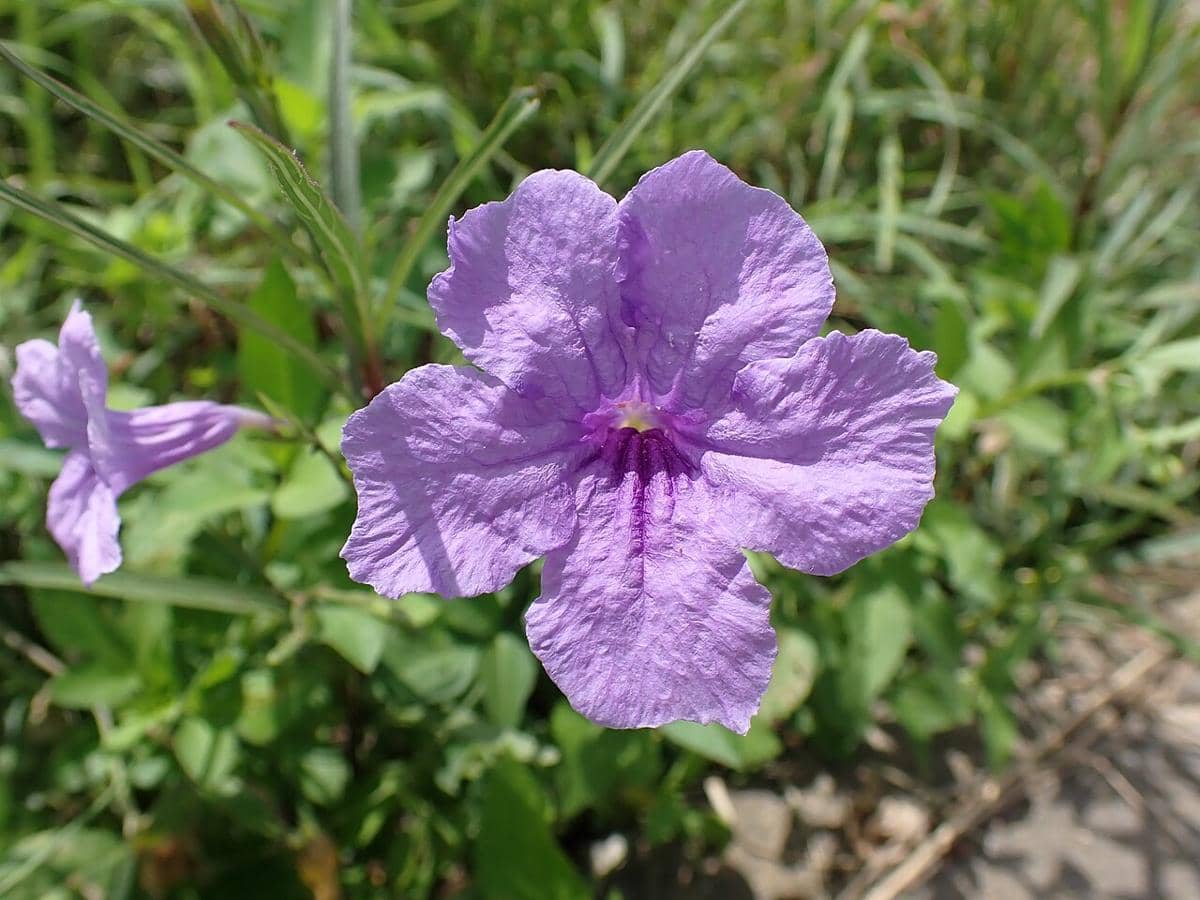 ilustrasi ruellia brittoniana