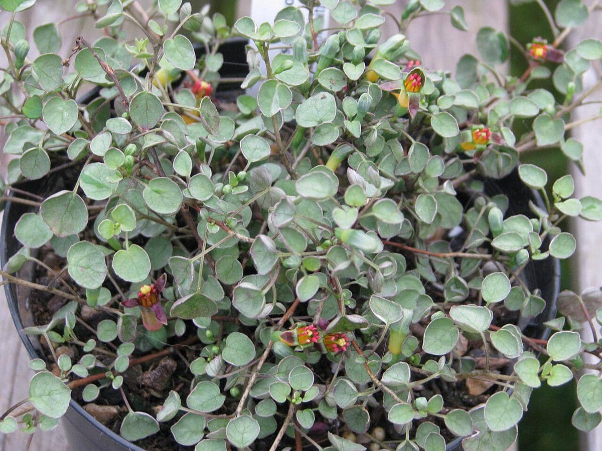 ilustrasi fuchsia procumbens variegata