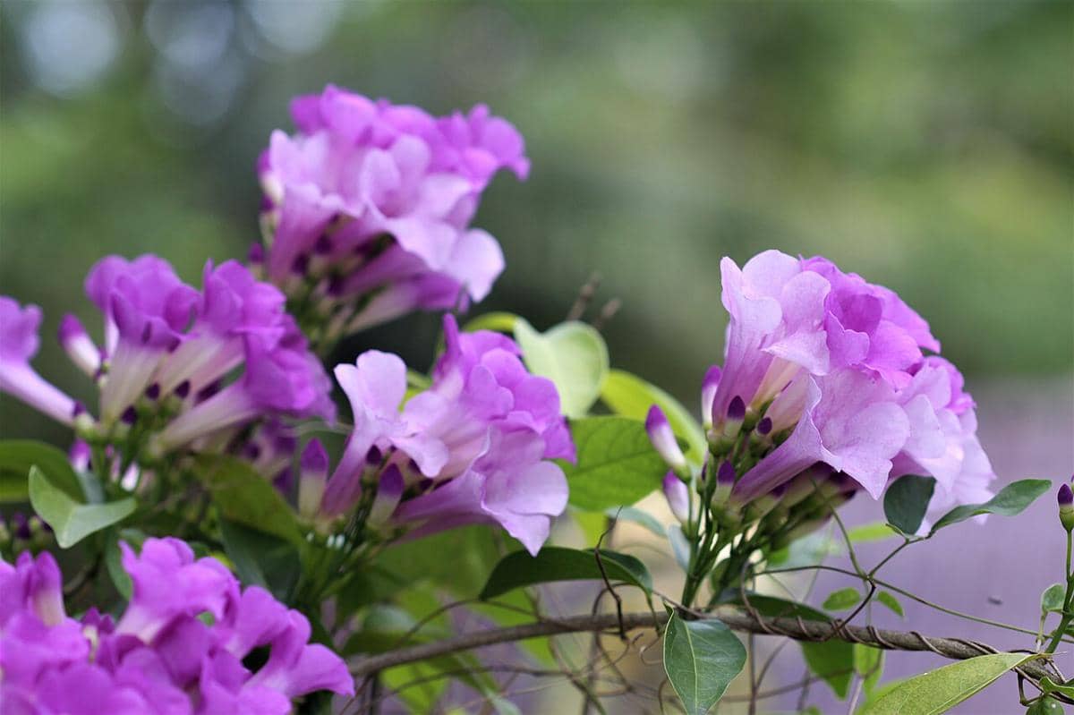 ilustrasi mansoa alliacea