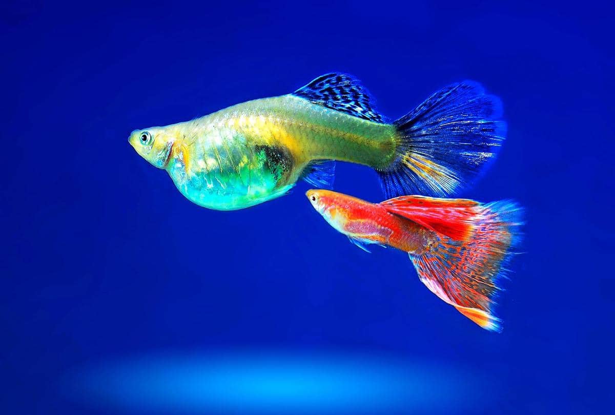 ilustrasi rasio ikan jantan dan betina