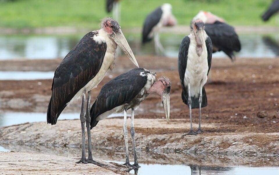 burung marabou
