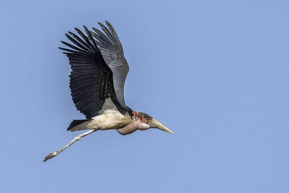 burung marabou