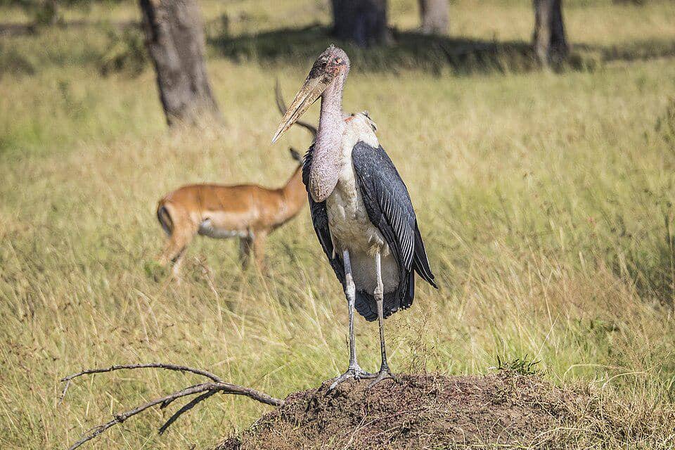 marabou