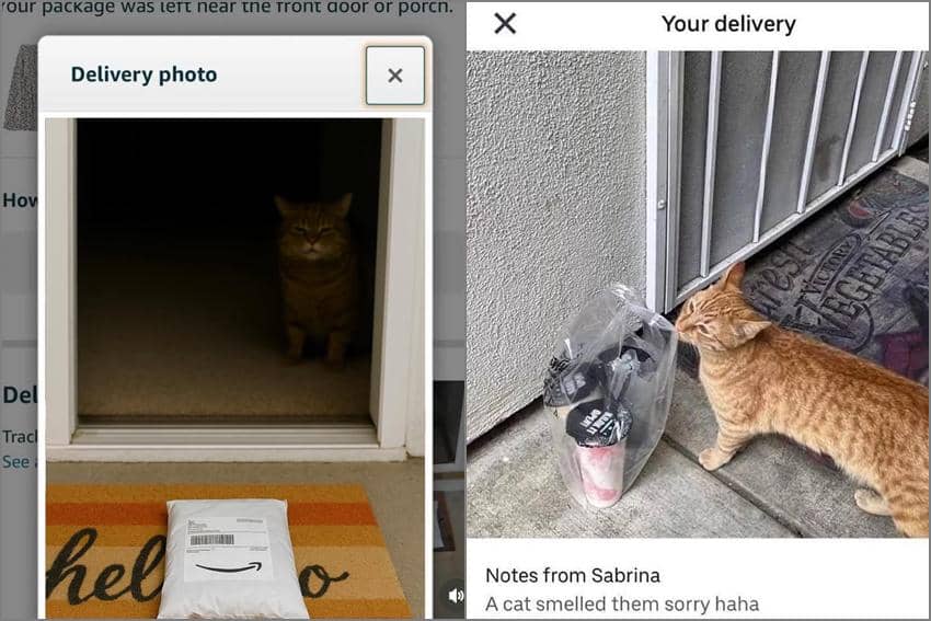 8 Meme Kucing tentang Kurir, Kang Paket Disambut Kucing!