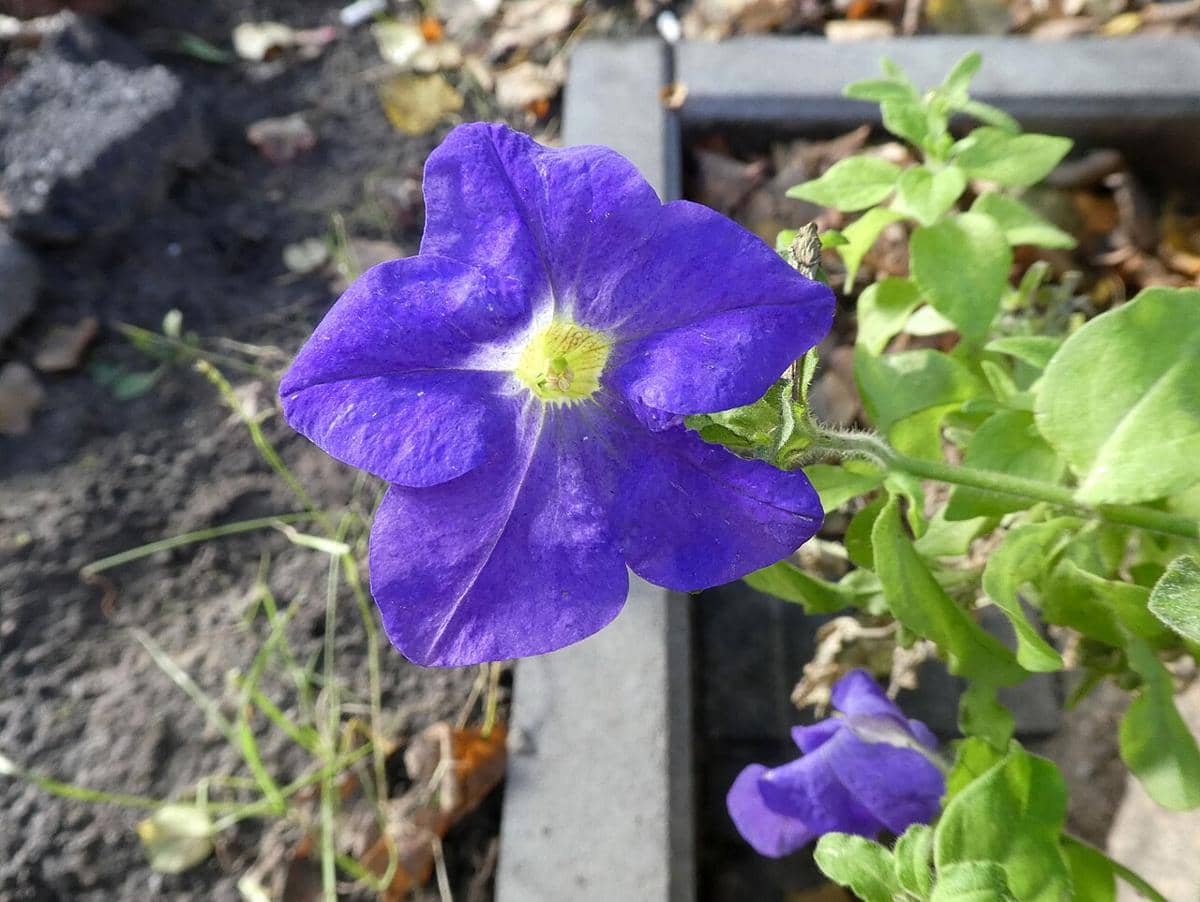ilustrasi petunia