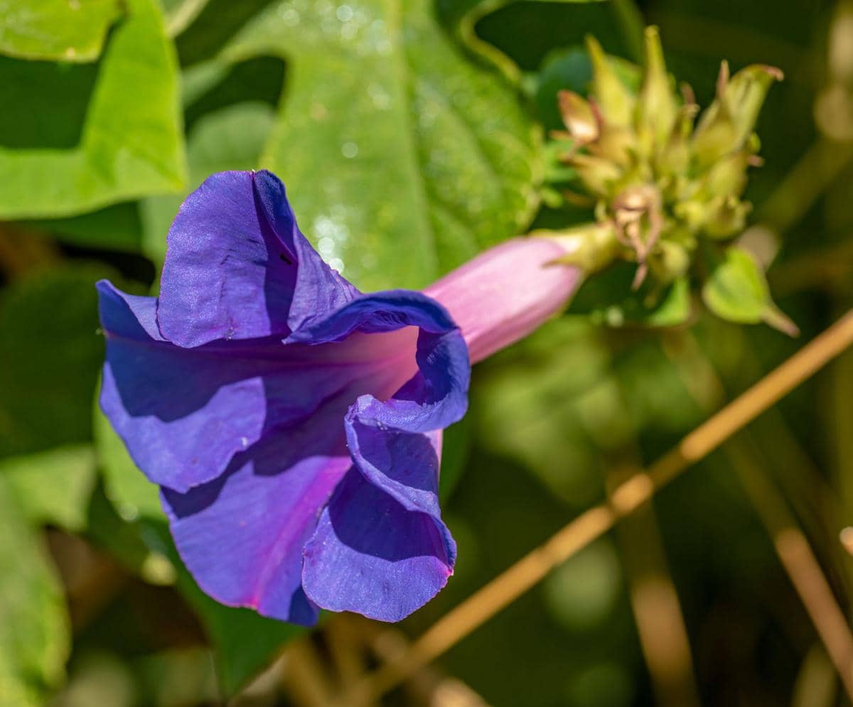 ilustrasi oceanblue morning glory