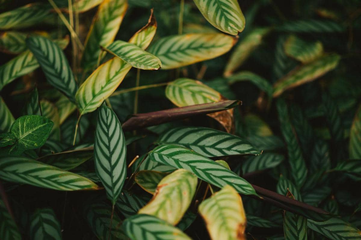 ilustrasi calathea makoyana