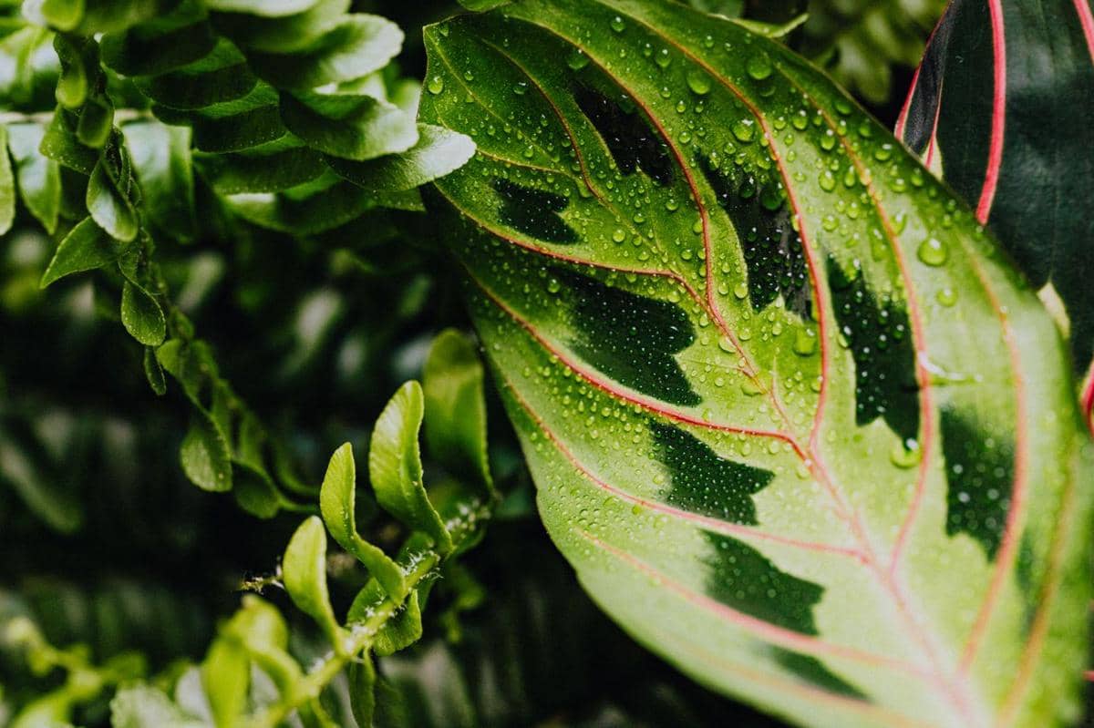 ilustrasi maranta leuconeura