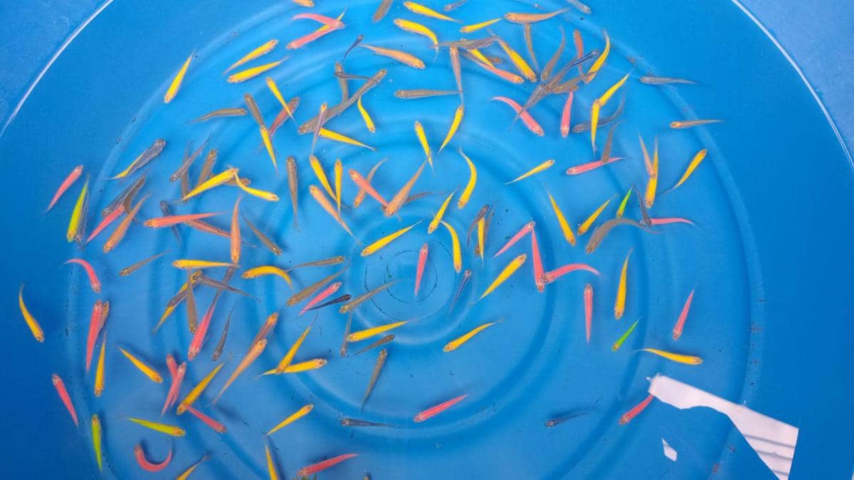 ilustrasi karantina ikan guppy