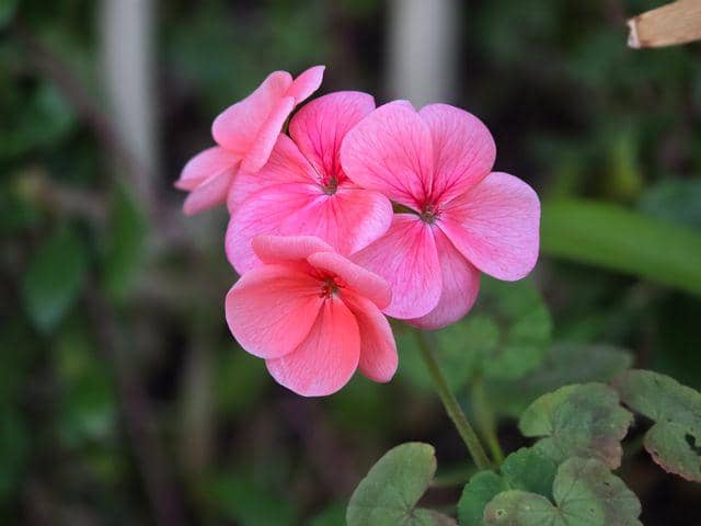 ilustrasi geranium pink