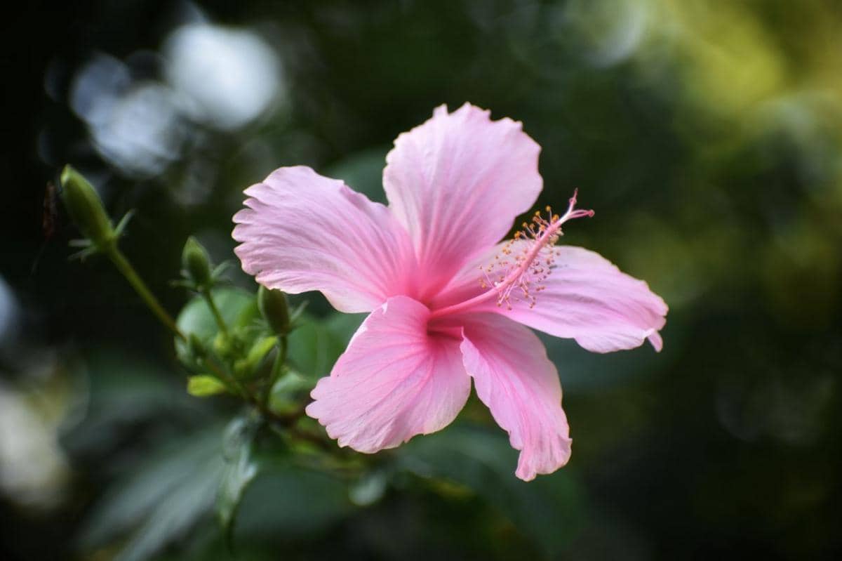 7 Tanaman Hias Bunga Warna Pink, Bikin Teras Rumah Makin Manis