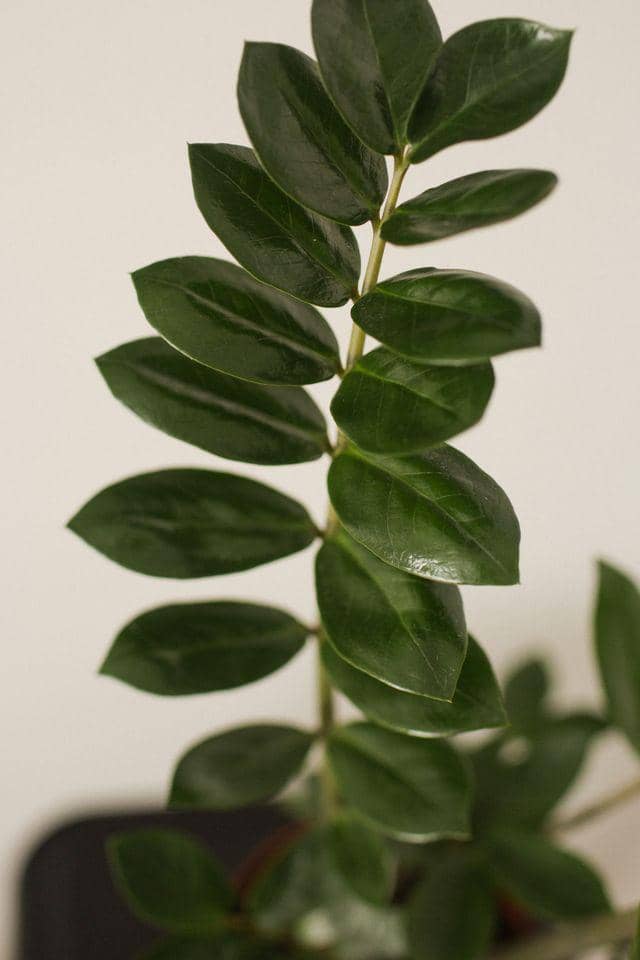 ilustrasi Zamioculcas Zamiifolia
