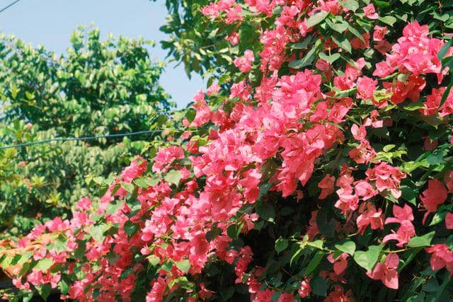ilustrasi bougainvillea pink