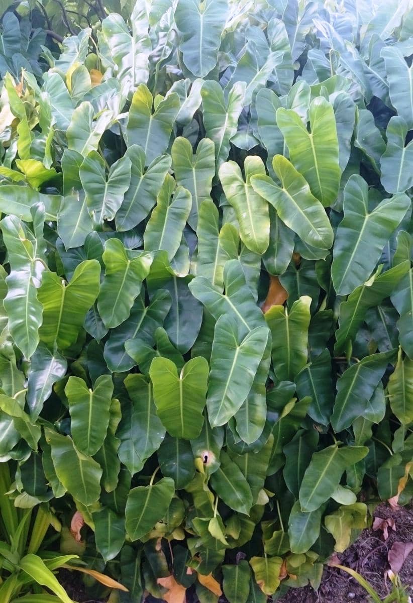 ilustrasi Philodendron Burle Marx