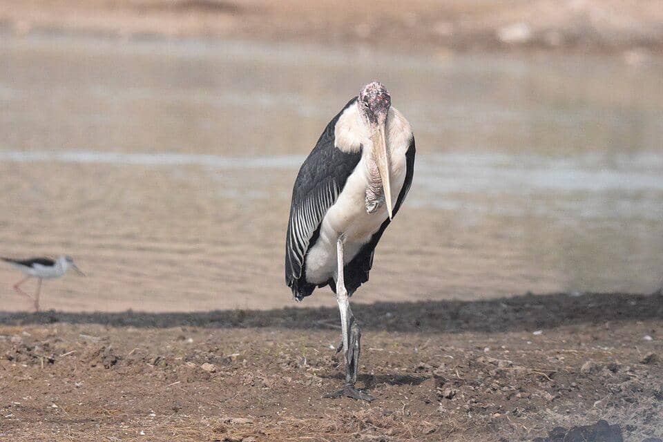 burung marabou