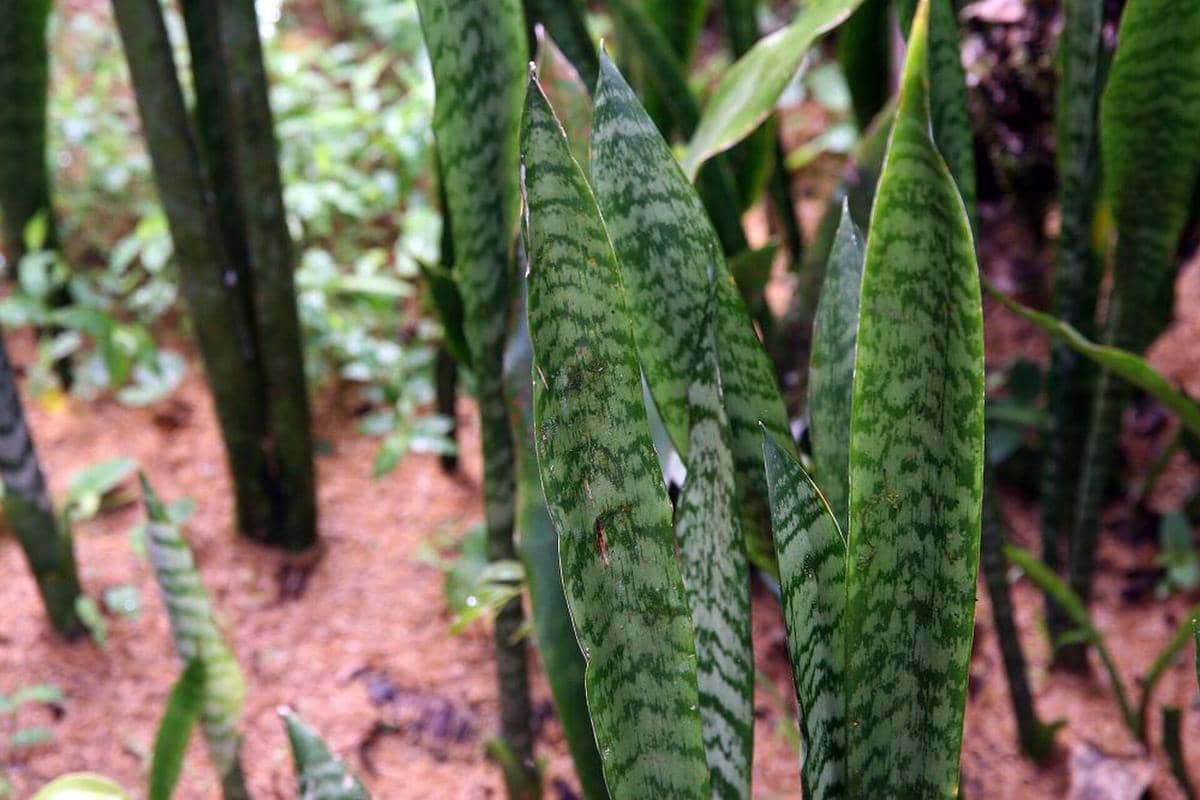 ilustrasi Sansevieria Trifasciata