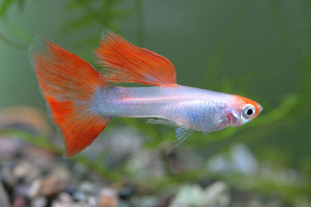 4 Cara Merawat Ikan Guppy, Tutorial Mudah bagi Pemula
