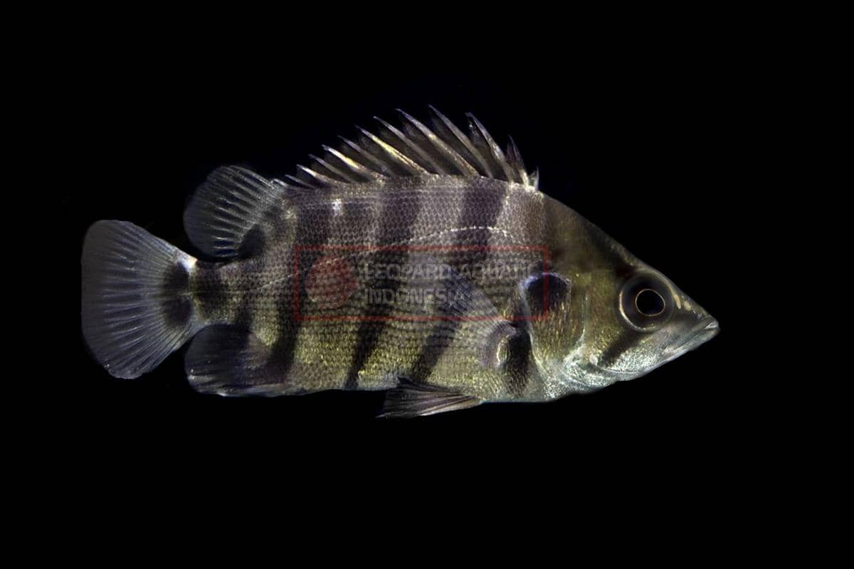 ilustrasi ikan harimau