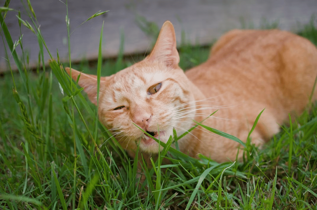 Kucing Bisa Merasa Aman bersama Manusia, Ini Penjelasan Ilmiahnya!