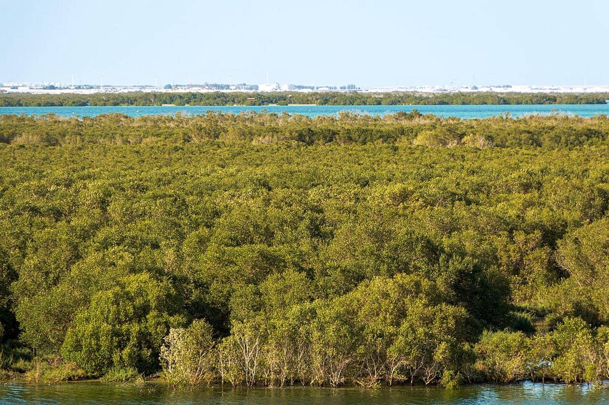 ilustrasi Mangrove National Park Abu Dhabi