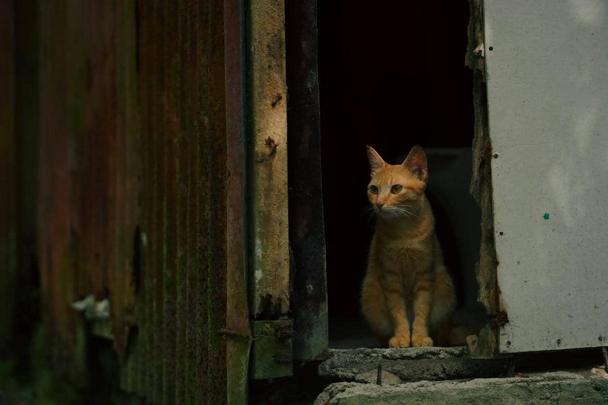 ilustrasi kucing feral