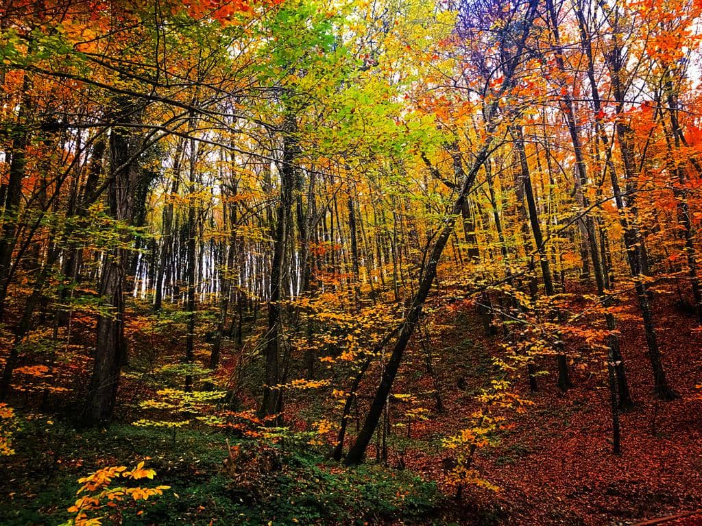 4 Tempat Wisata untuk Menikmati Indahnya Musim Gugur di Istanbul, Turki