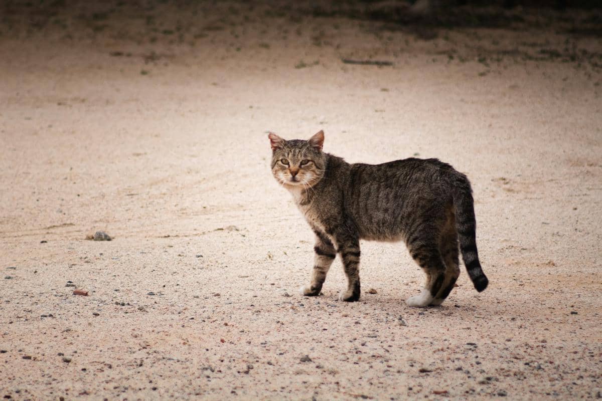 Benarkah Kucing Kampung Lebih Tangguh? Ini Penjelasan tentang Genetiknya