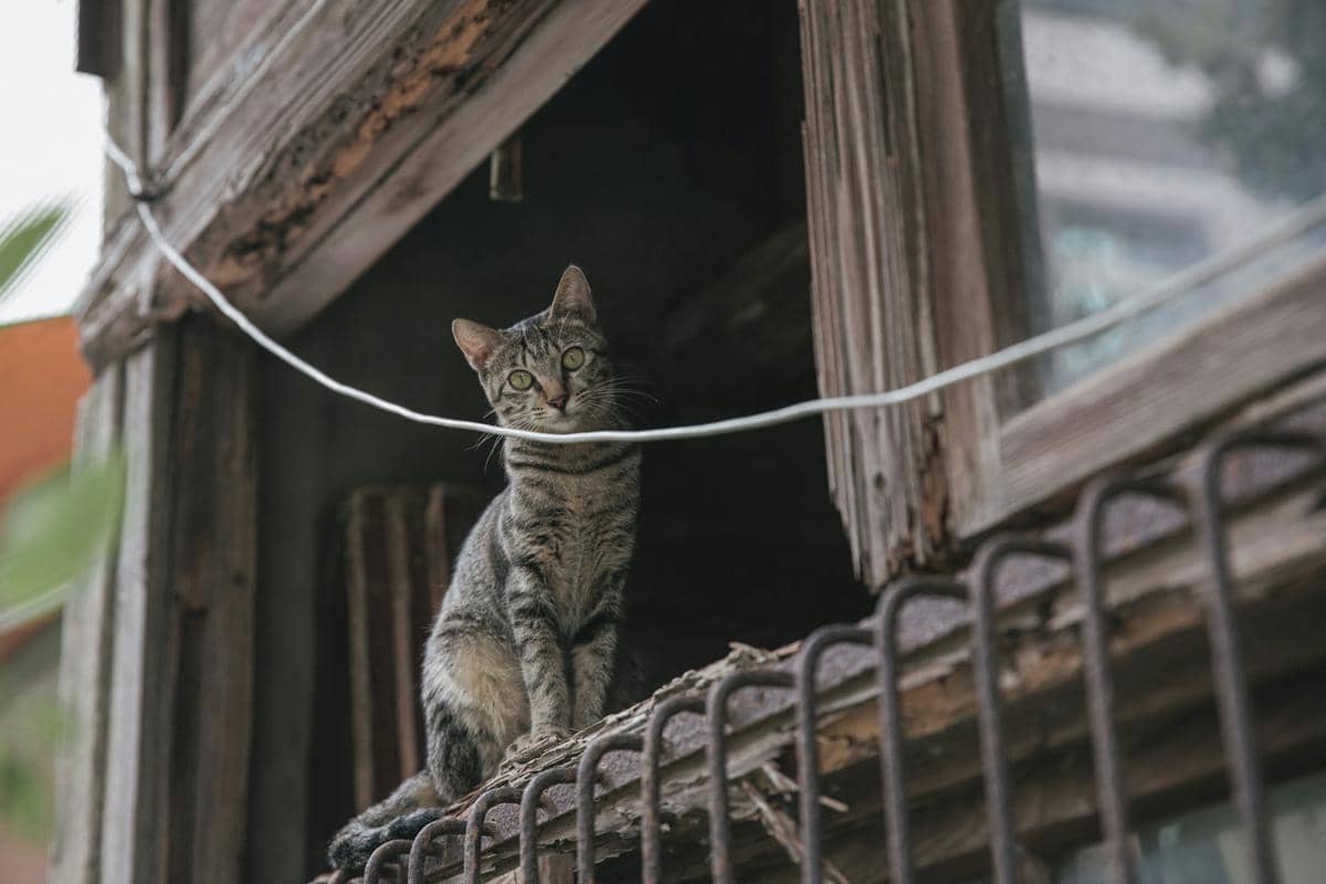 ilustrasi kucing feral