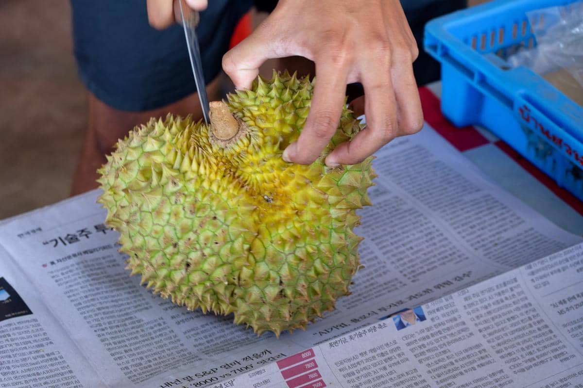 Buah durian yang sedang dibelah. 