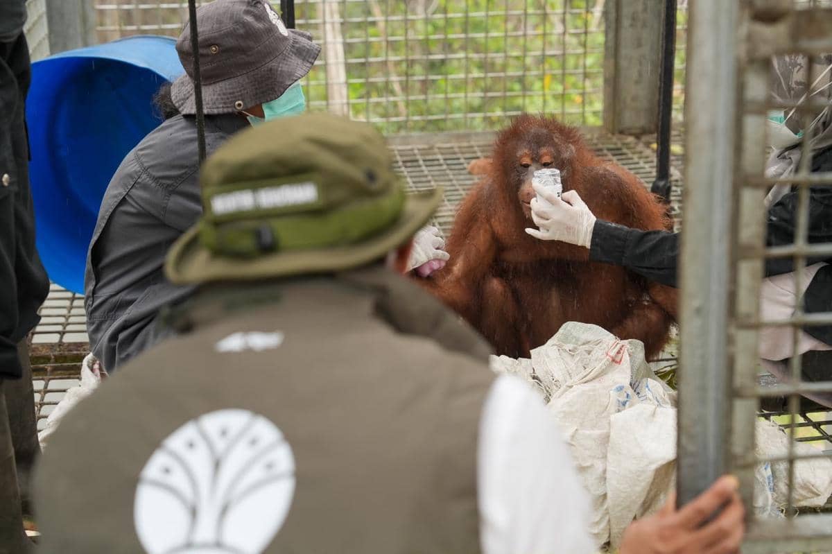 Alat Evakuasi dan Medis Disiagakan untuk Orangutan Terdampak Karhutla