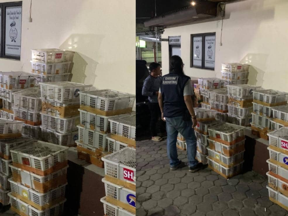 Sulap Minibus Jadi Angkutan Burung, 832 Ekor Disita di Bakauheni