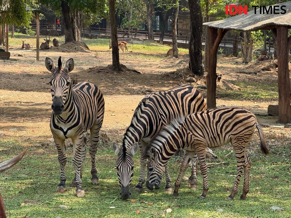 Gayatri Loreng, Nama Bayi Zebra yang Lahir di Solo Safari