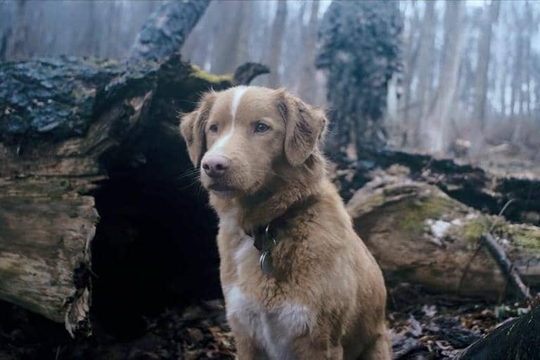 5 Film Horor yang Menjadikan Anjing Bagian Penting dari Cerita