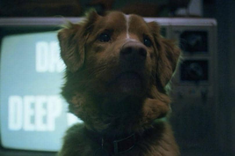 Good Boy.