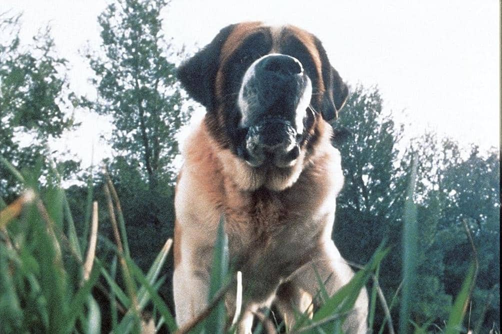 Cujo.
