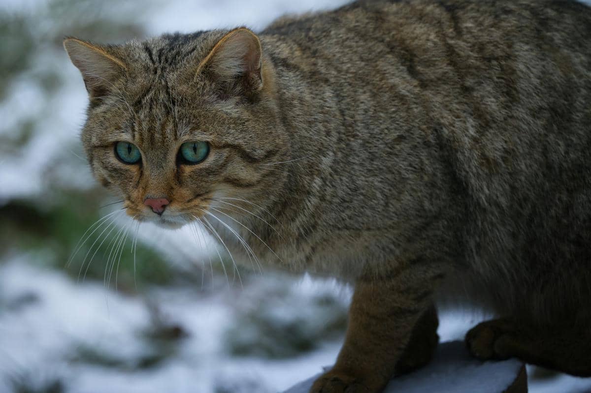 ilustrasi kucing feral
