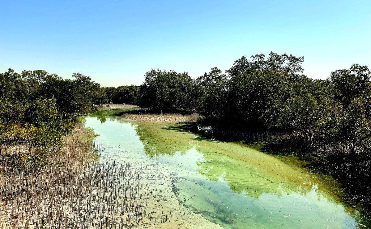 5 Destinasi Ekowisata Mangrove Terbaik di UEA untuk Pecinta Alam