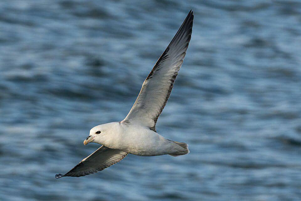 5 Fakta Menarik Northern Fulmar, Burung Laut Penyembur Minyak