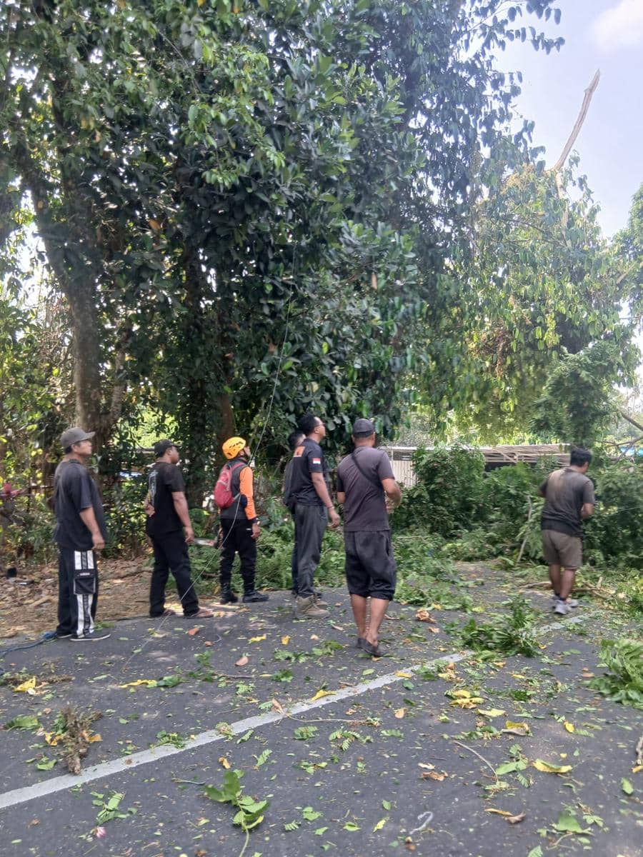 Petugas gabungan memangkas dan merompes dahan pohon perindang di tepi jalan raya di wilayah Tabanan.