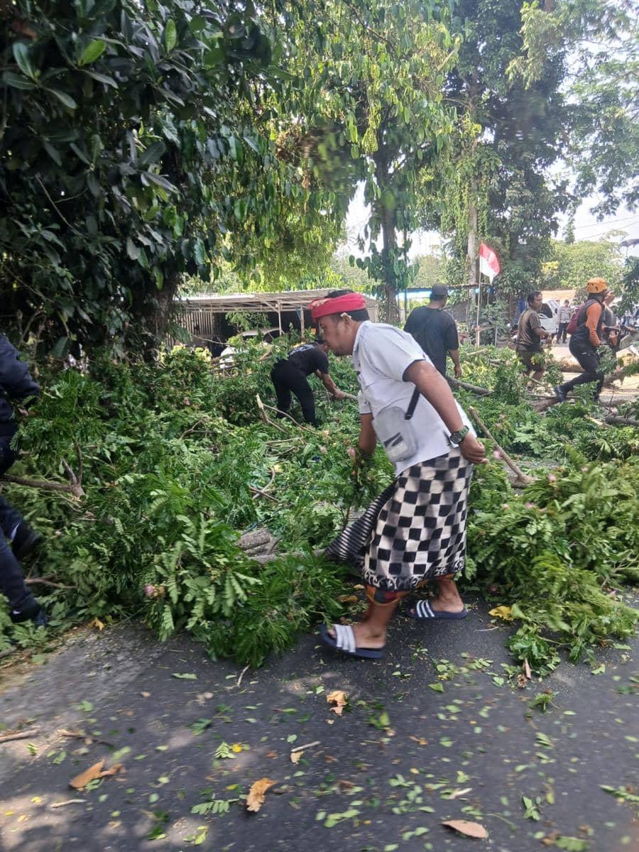 Cegah Bencana, BPBD Tabanan Imbau Perompesan Pohon Sejak Dini