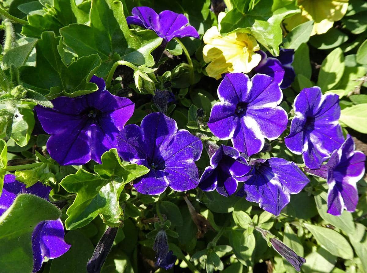 ilustrasi petunia