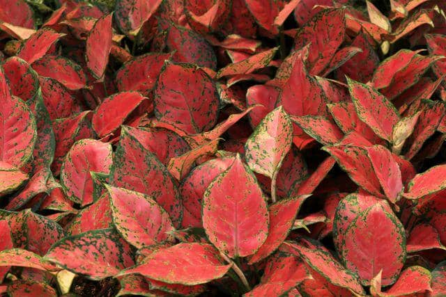 ilustrasi aglaonema merah