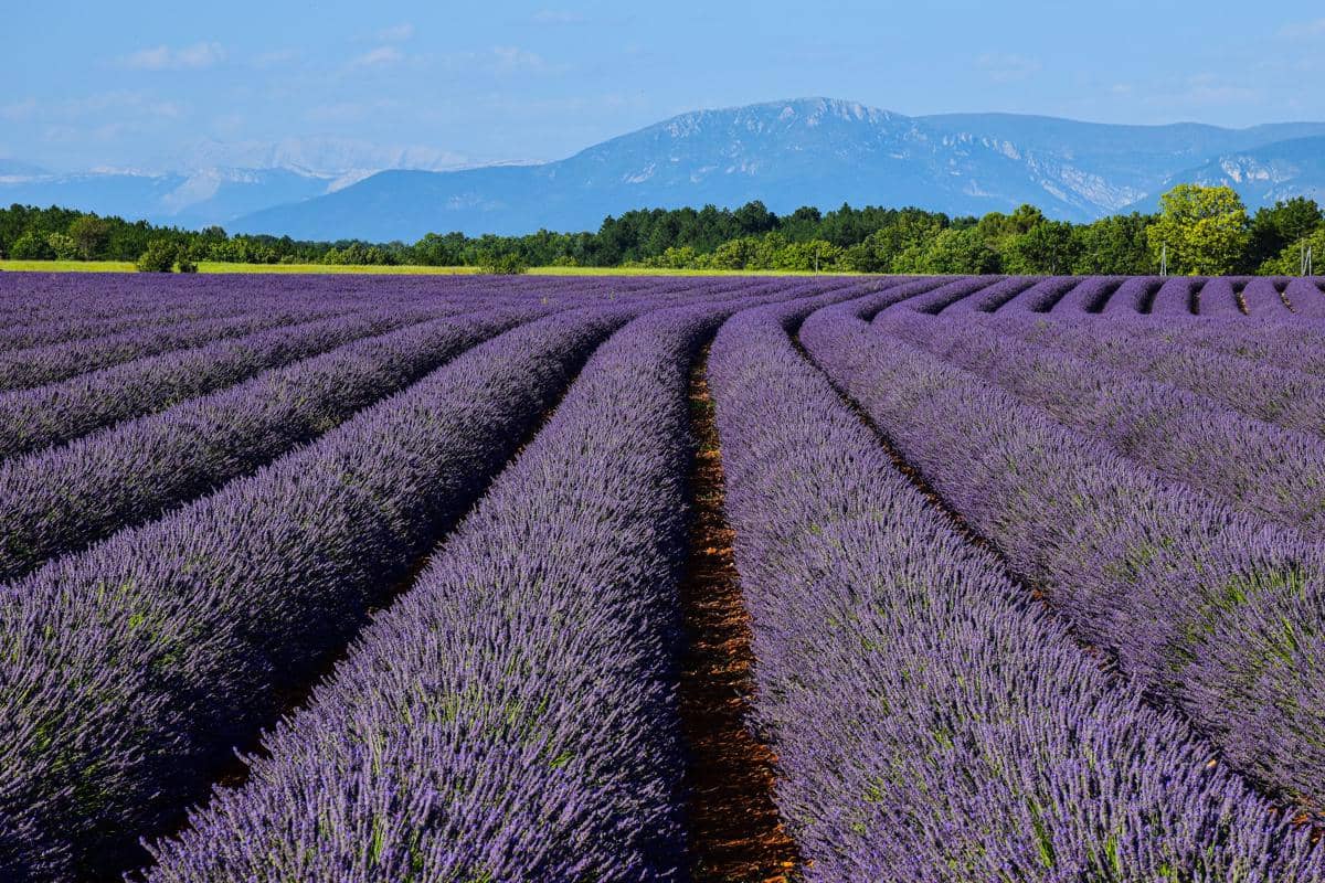 hamparan lavender di Plateau de Valensole