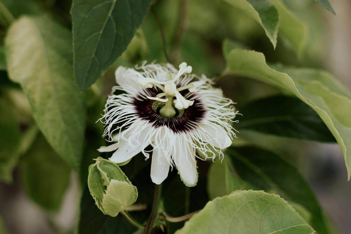 ilustrasi passiflora edulis