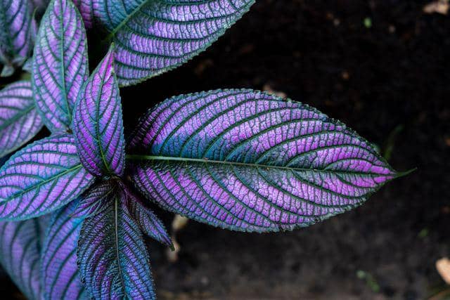 ilustrasi persian Shield