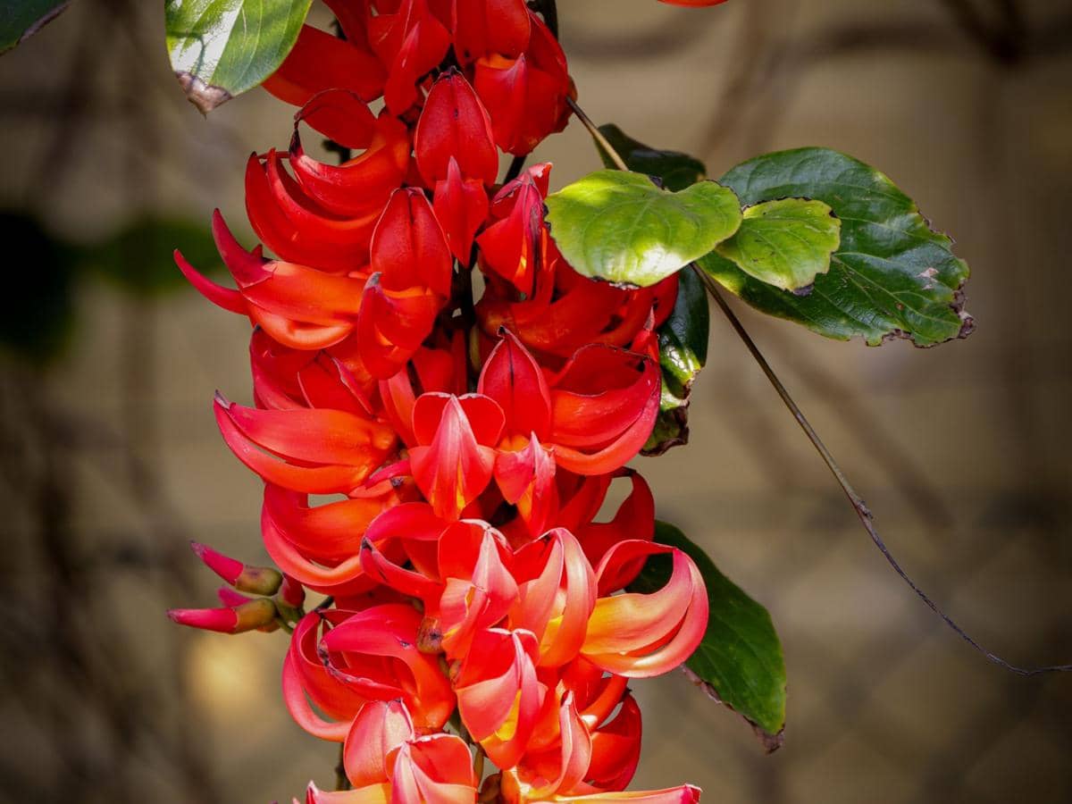 ilustrasi mucuna bennettii